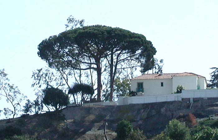 Pinus pinea