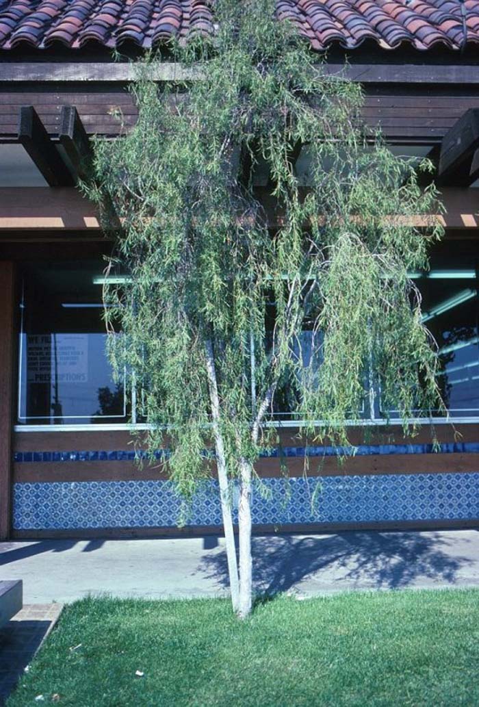 Weeping or Willow Pittosporum