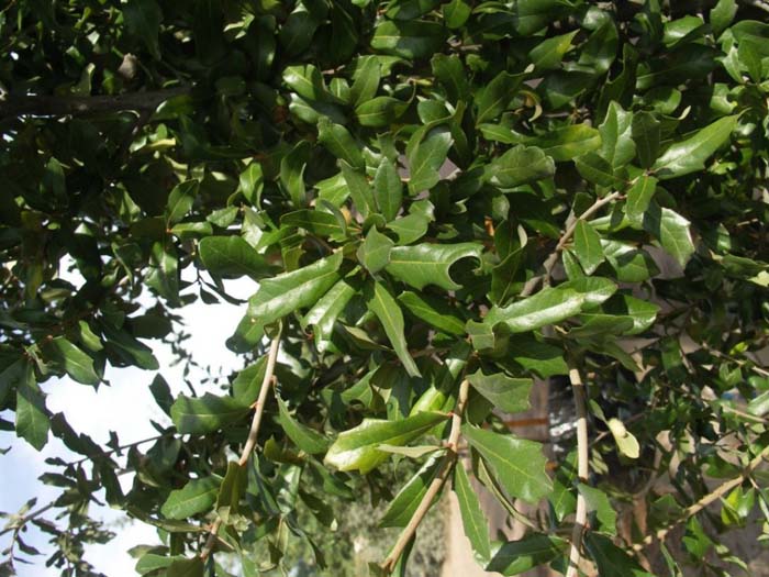 Plant photo of: Quercus virginiana