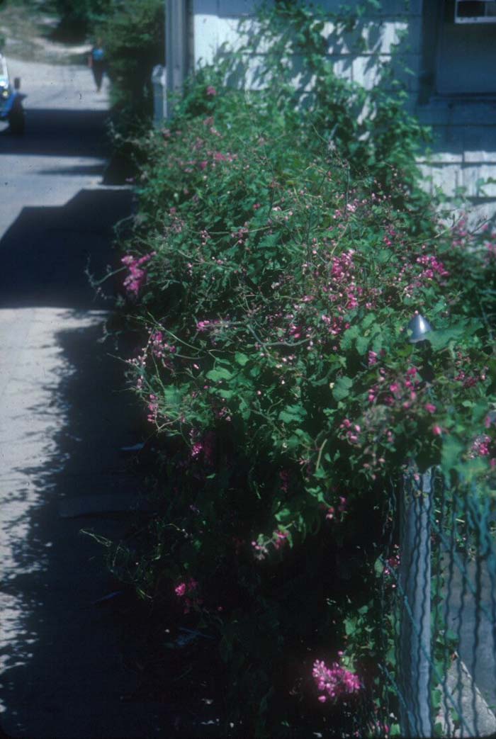 Plant photo of: Antigonon leptopus