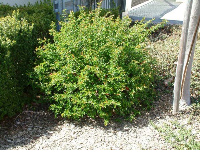 Dwarf Pomegranate