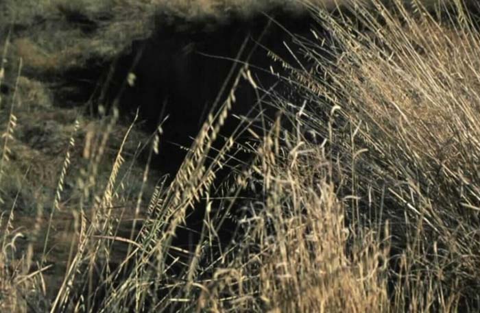 Plant photo of: Bouteloua curtipendula