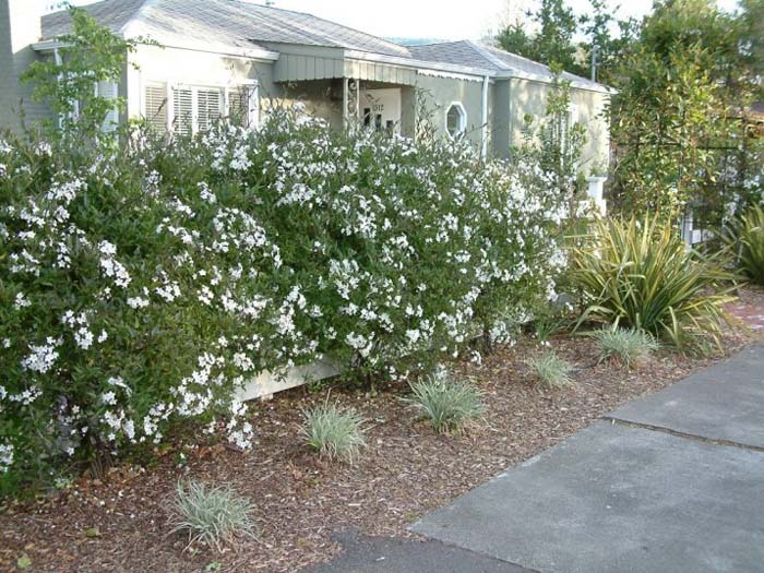 Potato Vine