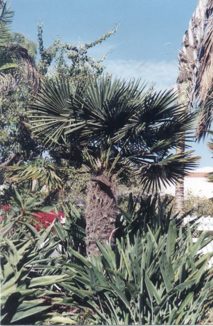 Plant photo of: Trachycarpus fortunei