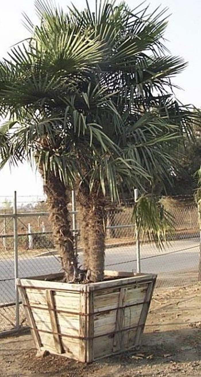 Plant photo of: Trachycarpus fortunei