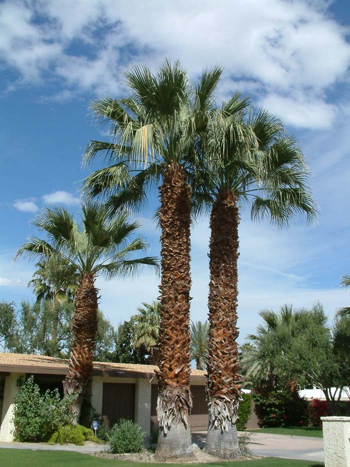 Washingtonia filifera