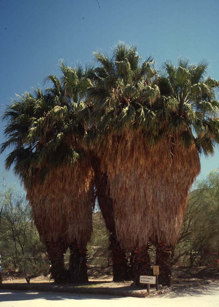 Plant photo of: Washingtonia filifera