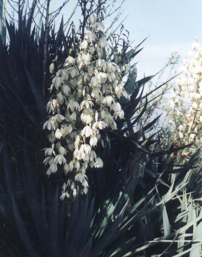 Plant photo of: Yucca recurvifolia
