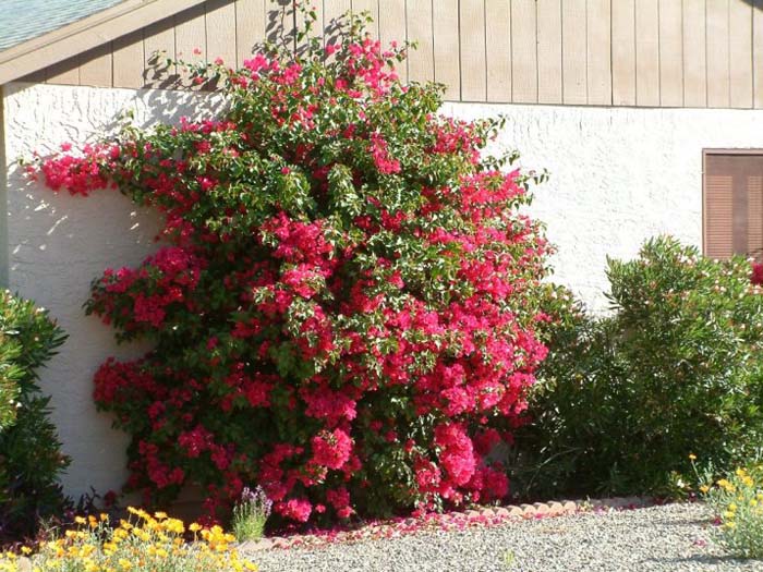 Bougainvillea, Magenta