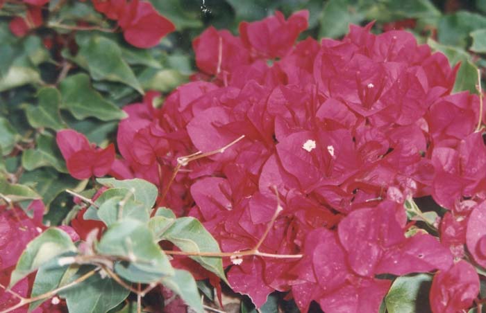 Plant photo of: Bougainvillea spectablis 'Magenta'