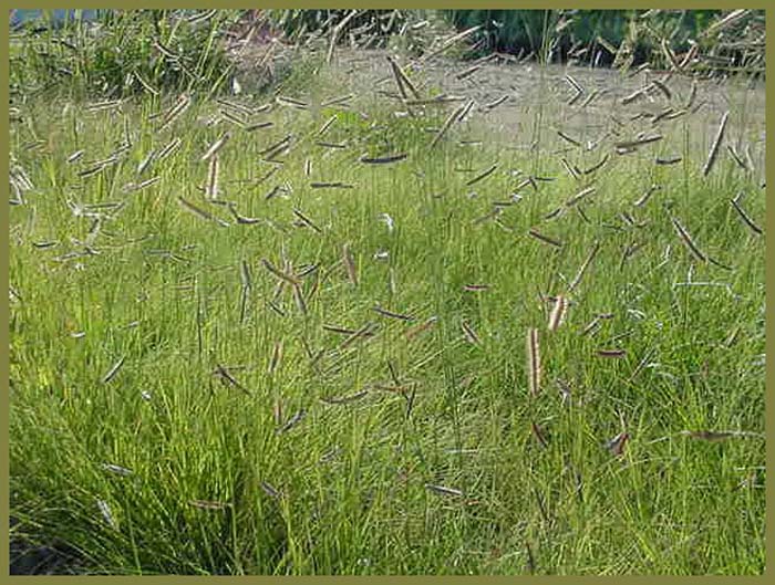 Plant photo of: Bouteloua gracilis