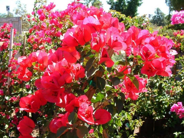 San Diego Red Bougainvillea