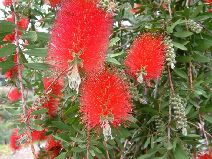 Lemon Bottlebrush