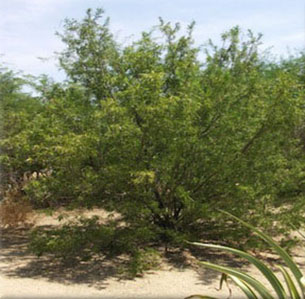 Arizona Native Plants