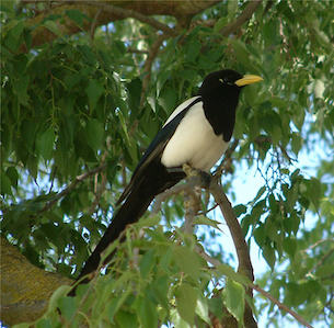 Plants that Attract Birds