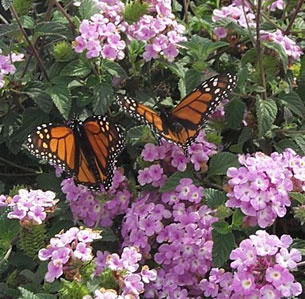 Plants that Attract Butterflies