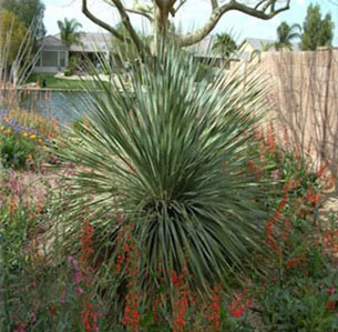 Chihuahuan Desert Plants