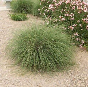 Ornamental Grasses