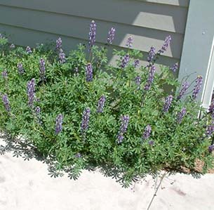 Rabbit Resistant Plants