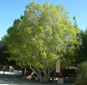 Shade Trees