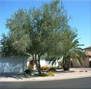 Sonoran Desert Plants