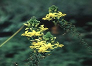 Yellow bulbine