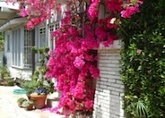 Bougainvillea, Barbara Karst