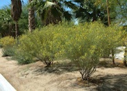 Green Feathery Senna