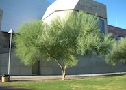 Blue Palo Verde