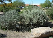 Shrub Grouping Under Window