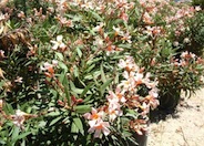 Oleander Petite Salmon