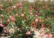 Oleander Mrs. Roeding