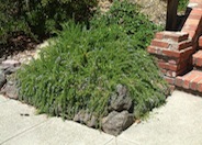 Trailing Rosemary