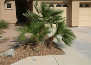 European or Mediterranean Fan Palm