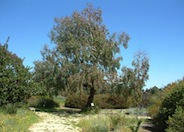 Coolibah