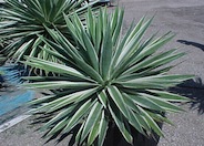 Marginata Agave