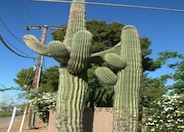 Saguaro