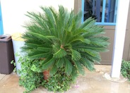 Sago Palm