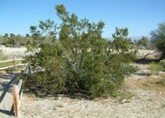 Creosote Bush