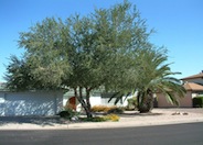 Desert Ironwood