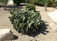 Yellow Bunny Ears, Goldplush Cactus