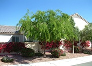 Texas Honey Mesquite