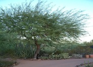 Chilean Mesquite