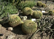 Golden Barrel Cactus