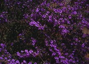 Chihuahuan Sage
