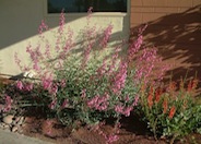 Parry's Penstemon