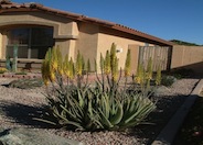 Medicinal Aloe