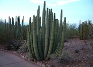 Organ Pipe