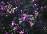 Black Dalea