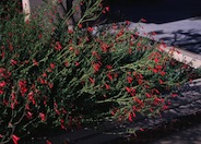 Rock Penstemon